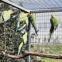 Parrocchetti dal collare, Parrocchetto dal collare