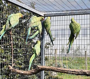 Parrocchetti dal collare, Parrocchetto dal collare