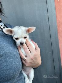 Chihuahua