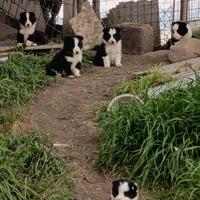 Border collie