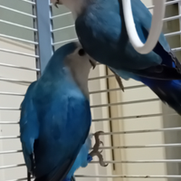 Pappagalli inseparabili