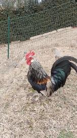 Gallo francesino