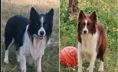 Cuccioli border collie