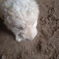 Cuccioli di lagotto