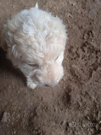 Cuccioli di lagotto