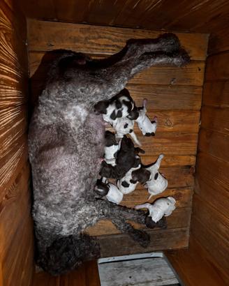 Cuccioli lagotto romagnolo