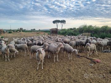 Pecore agnelle lacaune