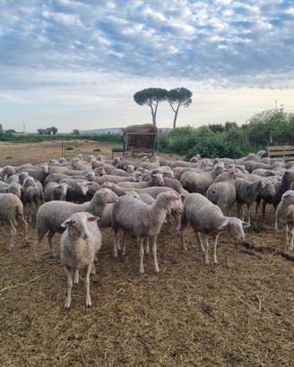 Pecore agnelle lacaune