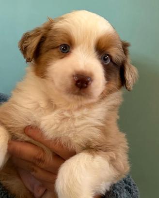 Miniature american shepherd/mini Aussie