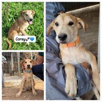 Salvati da abbandono