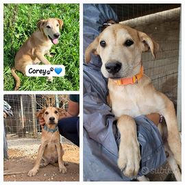 Salvati da abbandono