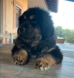 Cucciola mastino tibetano