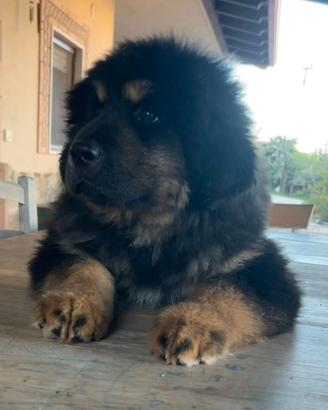 Cucciola mastino tibetano