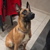 Malinois maschio per accoppiamento