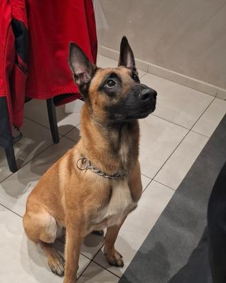 Malinois maschio per accoppiamento