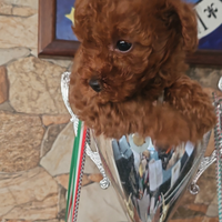 Barboncino maschio