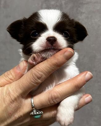 Chihuahua pelo lungo