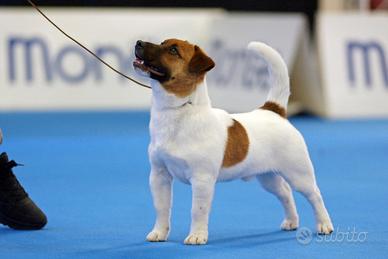 Jack Russell ,campione disponibile per monta