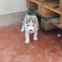 Ultimi cuccioli siberian husky enci