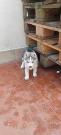 Ultimi cuccioli siberian husky enci