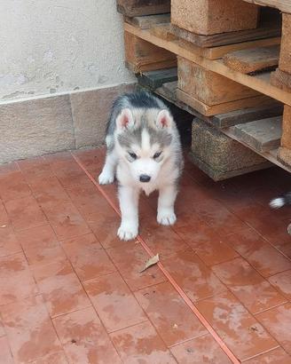 Ultimi cuccioli siberian husky enci