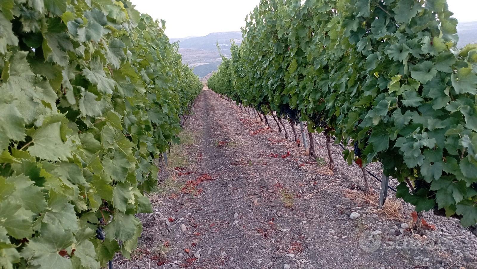 Tenuta Agricola 2,74 ha con Vigneto Produttivo e U - Vista 4