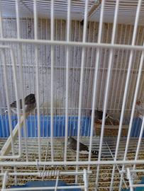 Diamanti mandarino (bengalini)