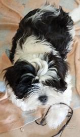 Cucciola Shitzu-Maltese
