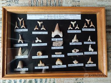 collezione di fossili di pesci e
rettili