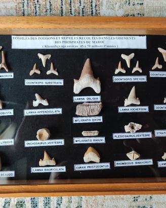 collezione di fossili di pesci e
rettili