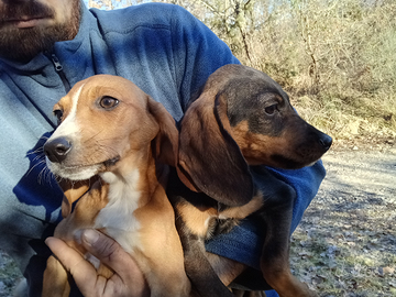 Segugio dell'Appennino