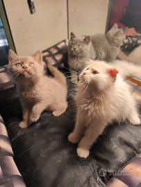 Gattini British shorthair e scottish fold