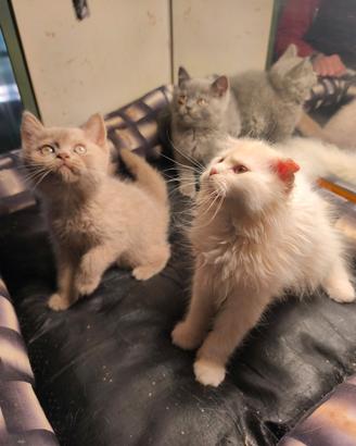 Gattini British shorthair e scottish fold