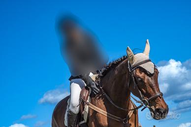 P.S.I. Baia femmina - 9 anni - 1,75 m al garrese