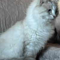 Gatti Siberiani anallergica