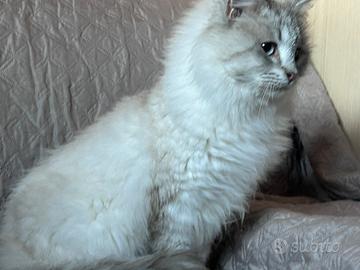 Gatti Siberiani anallergica