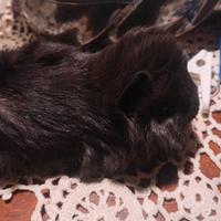 Cuccioli cavie peruviane