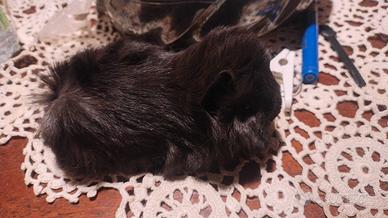 Cuccioli cavie peruviane