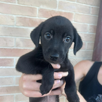 Cuccioli di cane in adozione