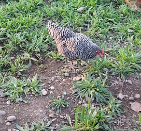 Galline Amrock