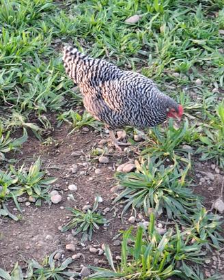 Galline Amrock