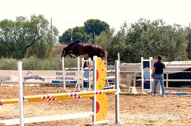 Puledro da salto ostacoli 2023