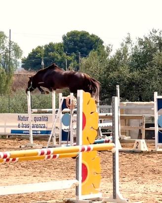Puledro da salto ostacoli 2023