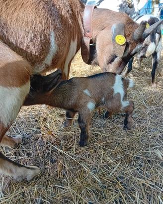 Capre nane piccolissime