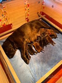 Cuccioli Labrador Pedygree