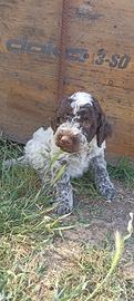 Lagotto romagnolo con pedigree
