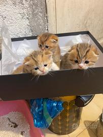 Scottish Fold-Straight