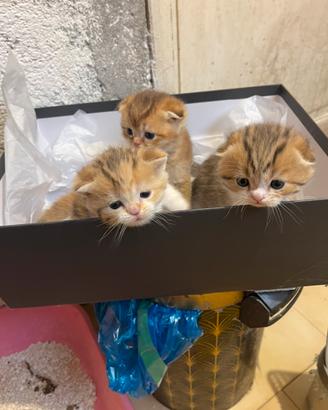 Scottish Fold-Straight