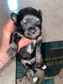 Cucciole di chihuahua