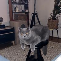 Disponibile per monta British Shorthair Blue
